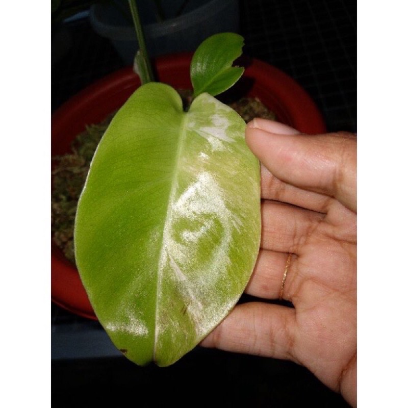 monstera varigata 1 daun+tunas