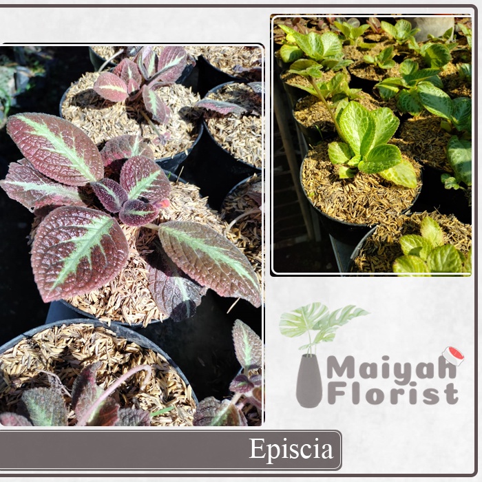 Tanaman Hias Episcia - Daun Beludru - Flame Violet - Tanaman Karpet - Lace Flower