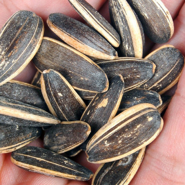 

Biji Bunga Matahari Organik kemasan 50 gram/Biji Bunga Matahari Organik kemasan 100 gram