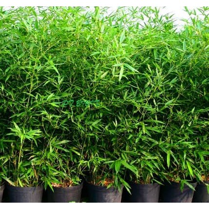 Tanaman Bambu mini Hijau atau bambu cina