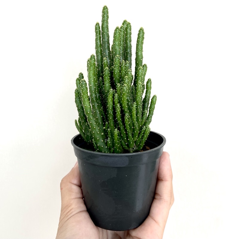Kaktus Opuntia tuna monstruosa ownroot