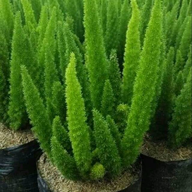 Tanaman hias Asparagus densiflorus Shopee Indonesia