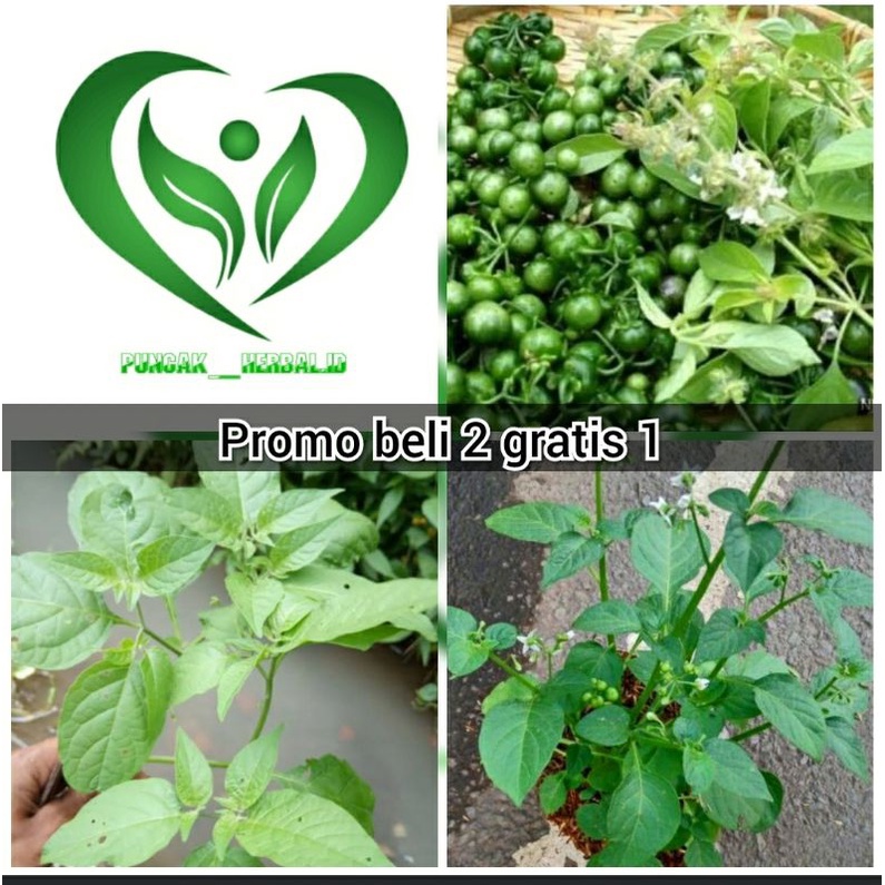 bibi tanaman leunca ranti pohon leunca ranti