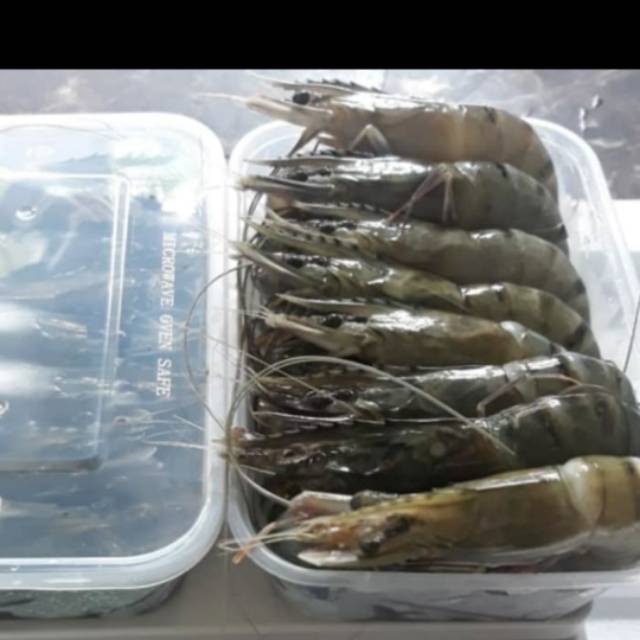

TERMURAH udang windu seger size 40 / black tiger udang segar murah