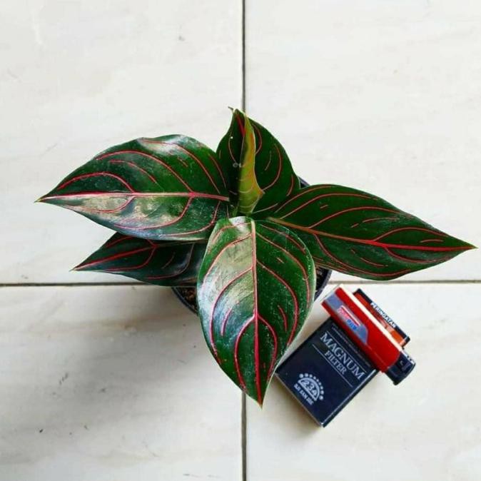 Aglonema Rotundum Termurah / Bunga Rotundum Tiger Tulang Merah