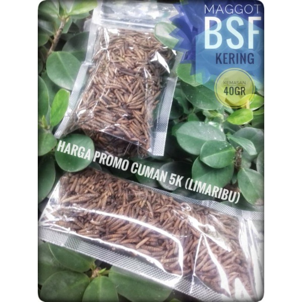 Maggot BSF Kering murah