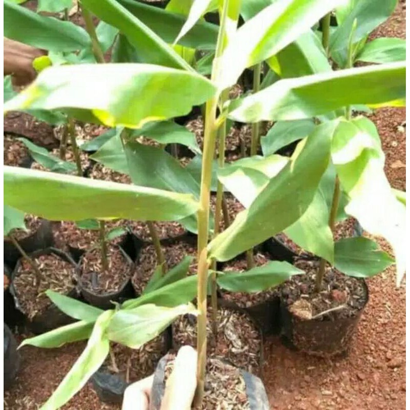 

TÀNAMAN HERBAL LEMPUYANG-POHON LEMPUYANG