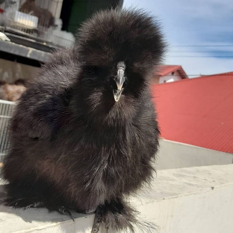 Anakan ayam American Silkie Amerika Silky / Silki