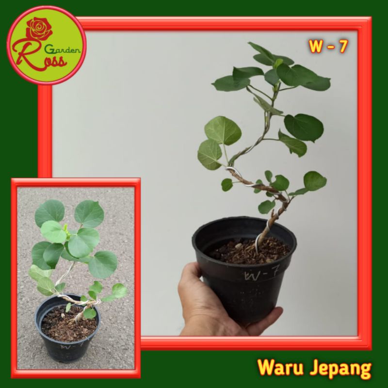 Waru Jepang Bonsai W7