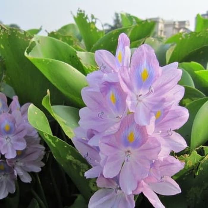 tanaman hias air eceng gondok - tanaman air - eceng gondok