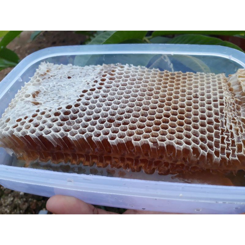 

Madu sarang asli madu sarang fresh madu sarang original 100% madu sama sarangnya berat 600 gram