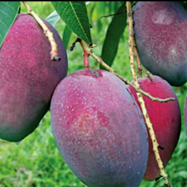 BIBIT MANGGA IRWIN SUPER