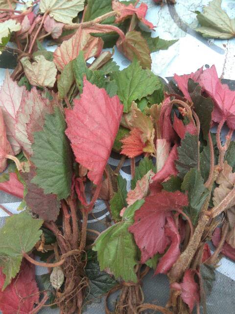 Grosir Benalu Batu Asli Sulawesi Tengah Polohi Wasu Shopee Indonesia