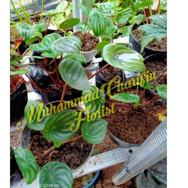 

Terbaru Water Melon(SELAIN PULAU LAMPUNG, JAWA DAN BALI, HARAP CHAT DULU SEBELUM MEMBELI) UAF