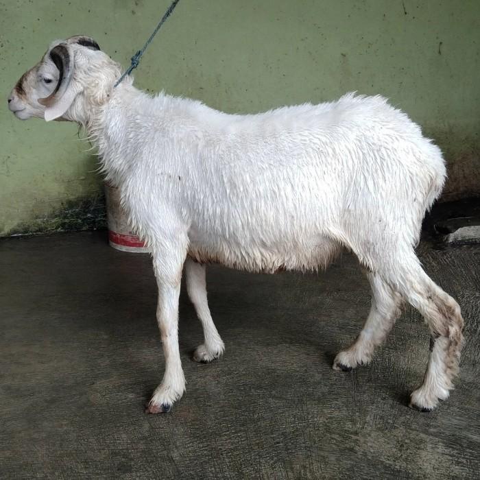 Glove Nay | Kambing Domba Qurban Kualitas Terbaik