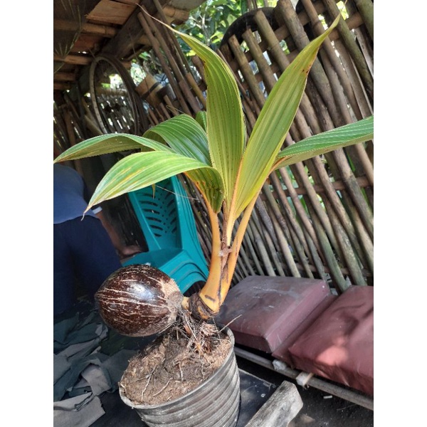 bahan bonsai kelapa gading oren siap pindah pot