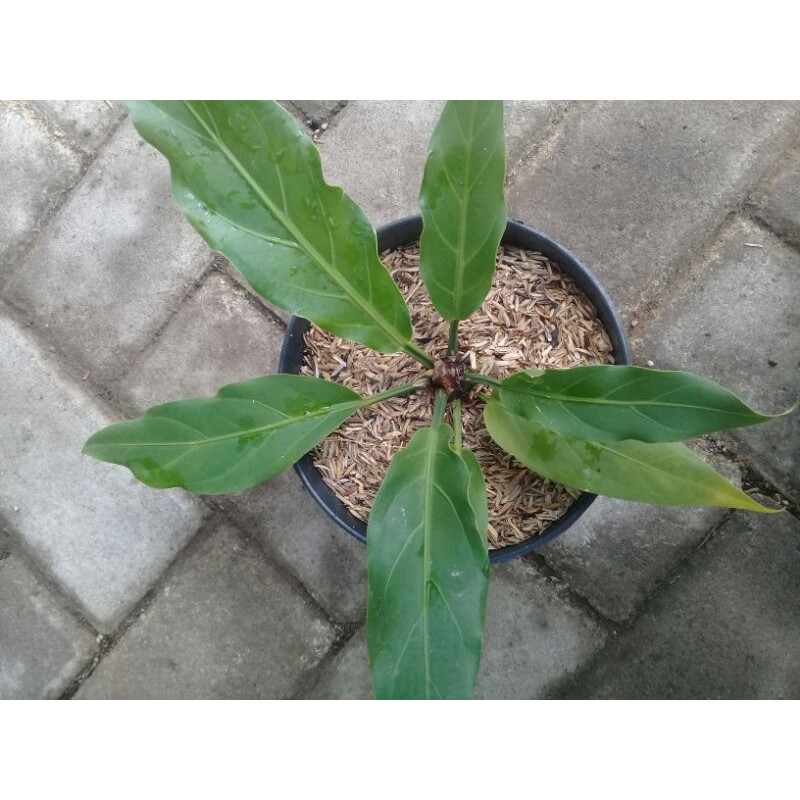 Tanaman Hias Gelombang Cinta