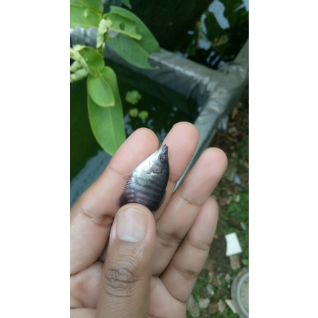 gurame soang atau gurso ukuran jempol