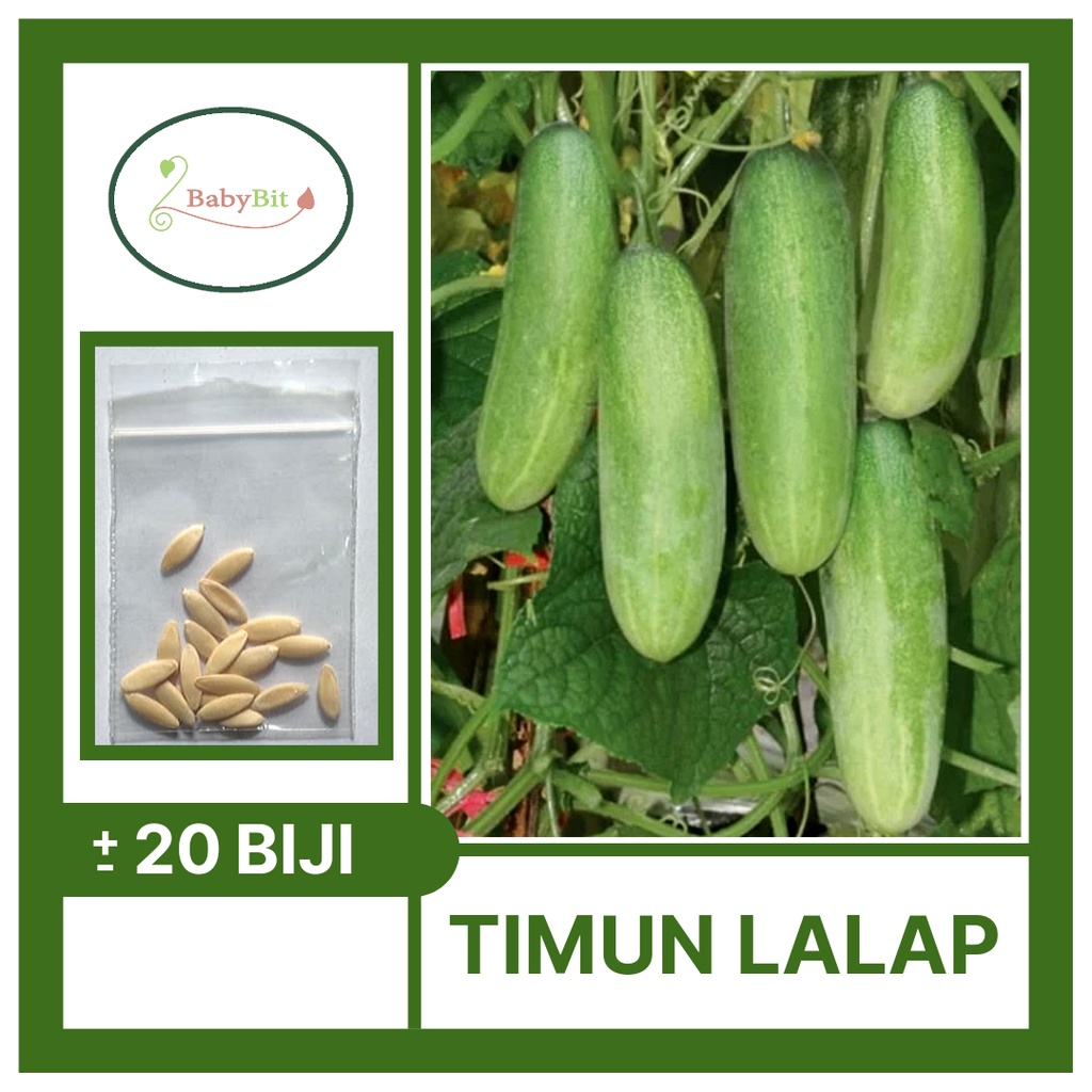 Benih Timun Lalap Unggul MERKURI Mentimun Lalab