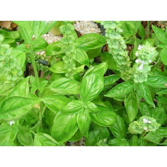 DAUN BASIL ORGANIK / SWEET BASIL ORGANIK FRESH