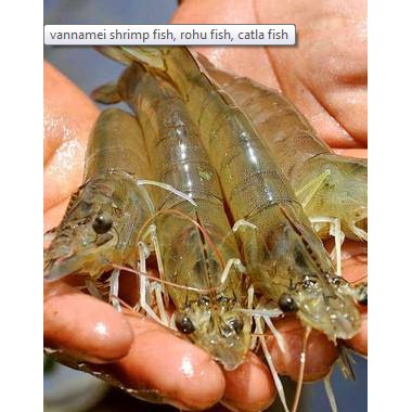 

UDANG FRESH VANNAMEI