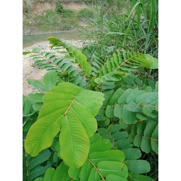 

30 lembar Daun Ketepeng Cina Herbal Ketepeng Cina Segar Cassia Alata L Senna Alata Jamu Tradisional Obat Herbal Ketepeng Sena Alata Daun Kupang Kurap Galinggang Gajah Segar Obat Gatal Panu per 30 lembar