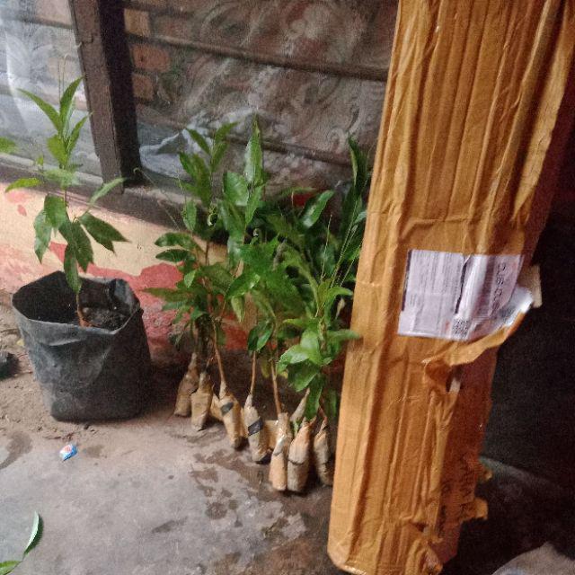 Bibit Gaharu Cabutan Jenis Malaccensis