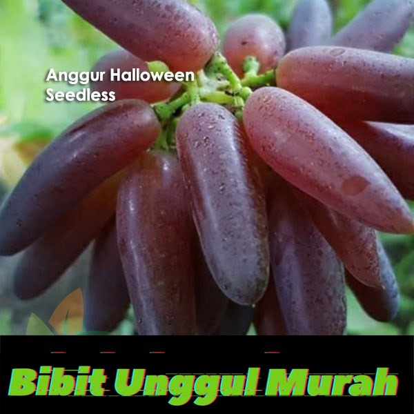 Bibit Anggur Import Halloween Seedless