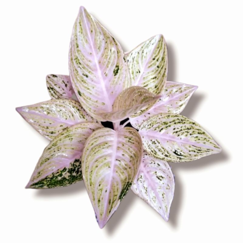 Aglaonema legacy salju / Aglonema legacy salju Remaja florist nursery / Aglonema legacy salju (Tanam