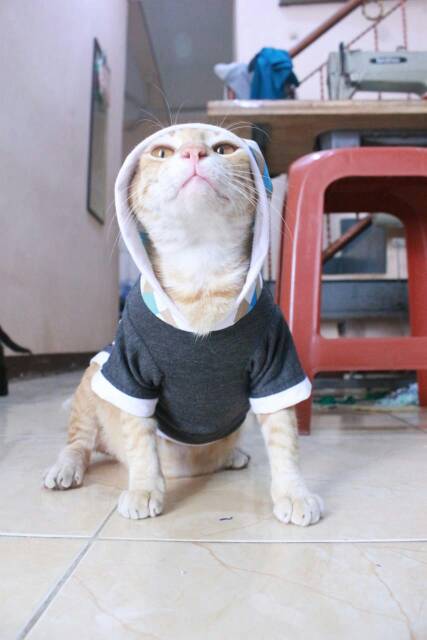 Kaos hoodie abu-abu tua lucu untuk kucing dan anjing / baju kucing murah size S M L XL