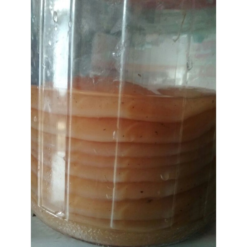 

Jamur Kombucha 12 cm
