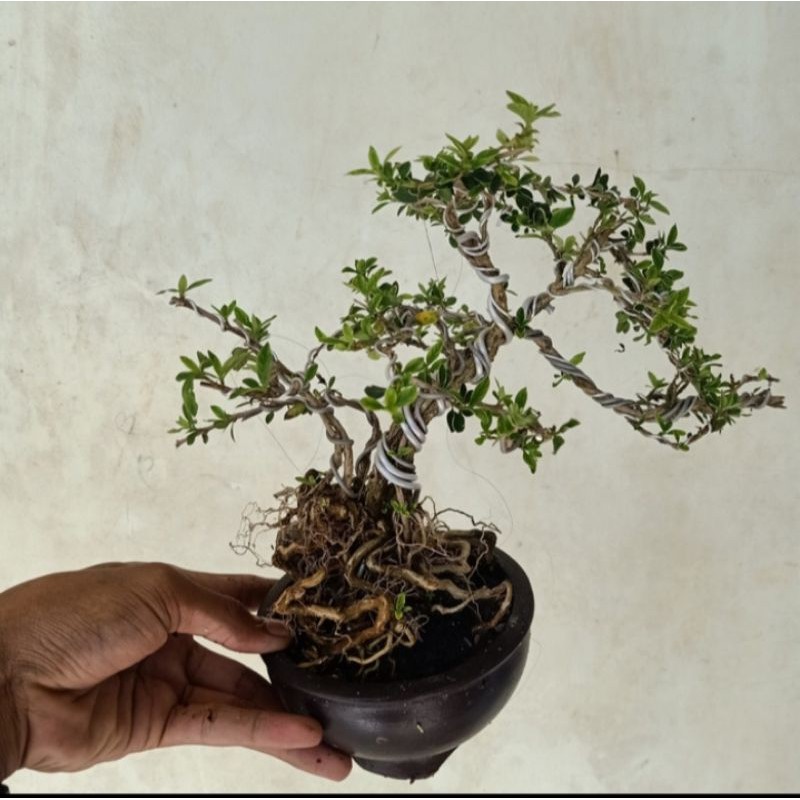 bonsai hingkip/mirten