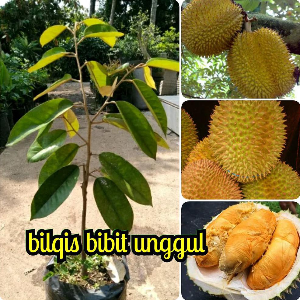 Super Bibit Buah Durian Tembaga Asli Dijamin Super @_$
