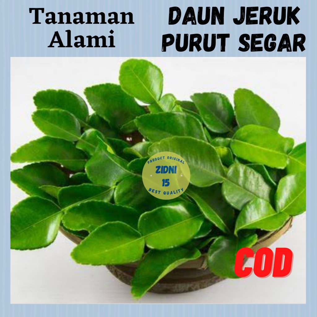 

25gram DAUN JERUK PURUT SEGAR / BUMBU DAPUR / TANAMAN HERBAL ALAMI