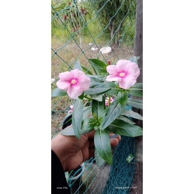 vinca juntai/tegak (hidup)