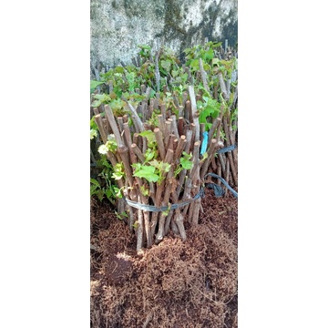 cutting anggur Alfonso Banyuwangi