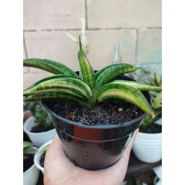 sansevieria paten varigata