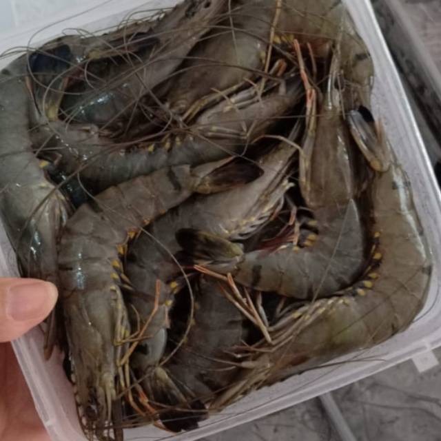 

Udang black tiger asal lampung Size sedang isi 38ekor/kg @ 110rb.