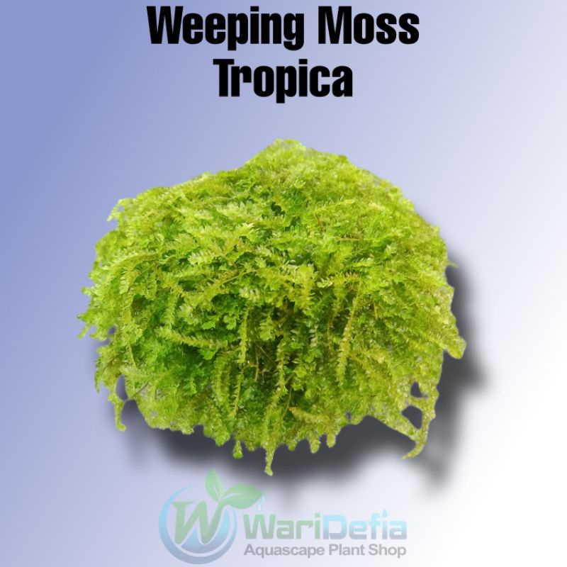 Weeping Moss Tropica Tanaman Aquascape Wabikusa