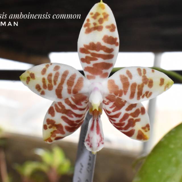 Phalaenopsis amboinensis "common"