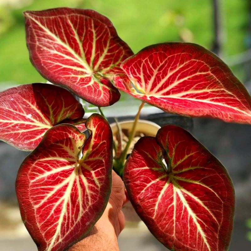 Caladium ROT / bunga keladi / tanaman hias keladi murah / tanaman keladi hidup / caladium thailand /
