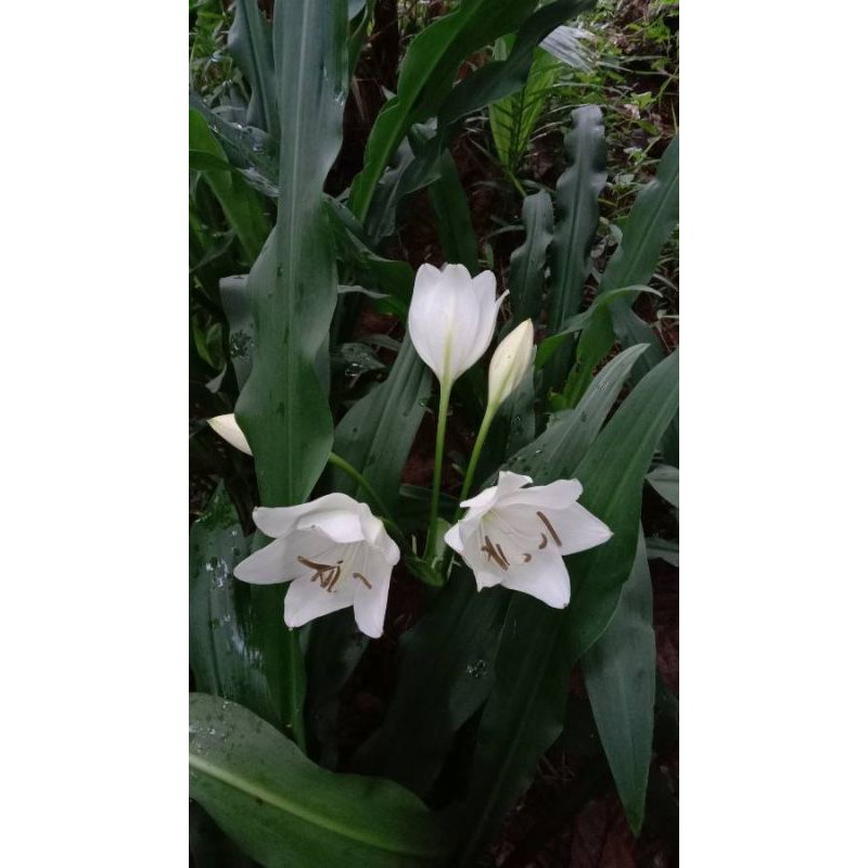 Umbi/ bonggol bunga lilium candidum/bunga bakung bunga warna putih
