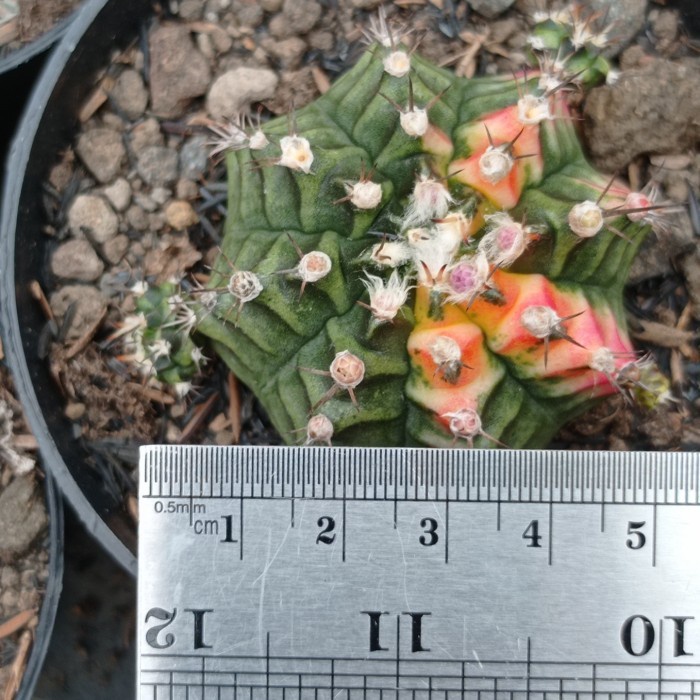 gymnocalycium multicolor KAKTUS SUKULEN TANAMAN HIAS