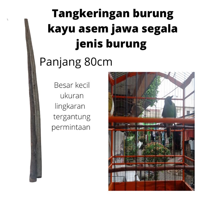 TANGKRINGAN BURUNG KAYU ASEM JAWA SEGALA JENIS BURUNG