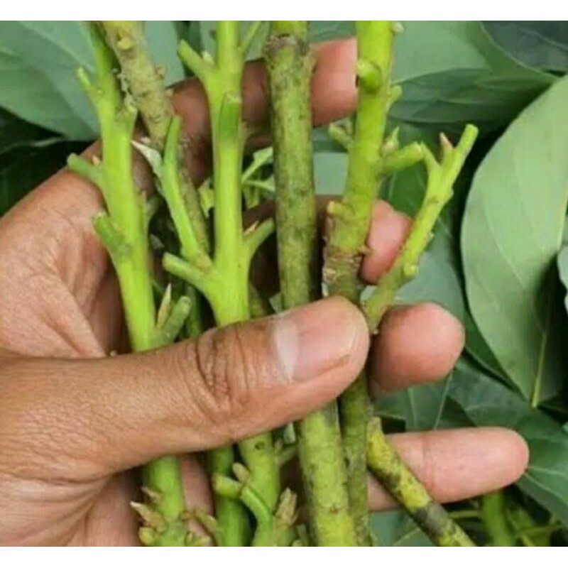 Entres Alpukat Miki biji kecil