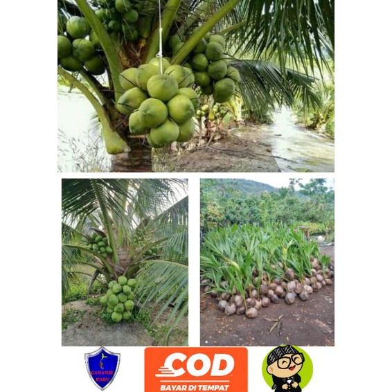 bibit kelapa hibrida/ kelapa hibrida genjah entog