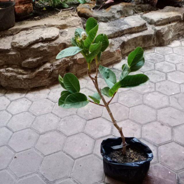 Bibit Jambu Kristal Merah