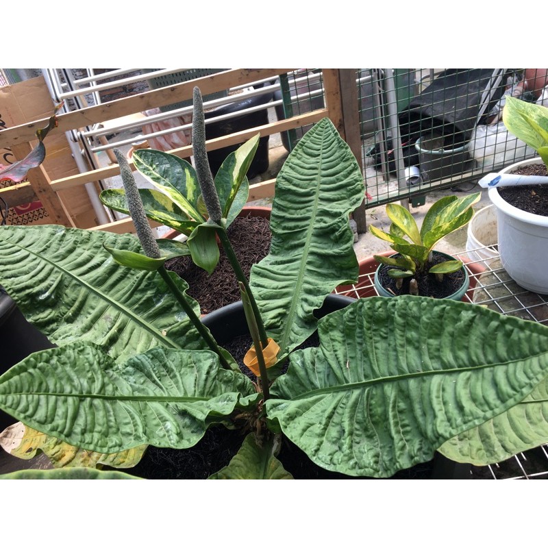 anthurium reflexinervium