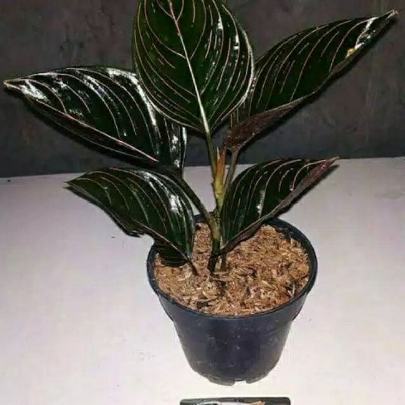 Tanaman hias aglonema rotundum aceh /aceh rotundum aglonema