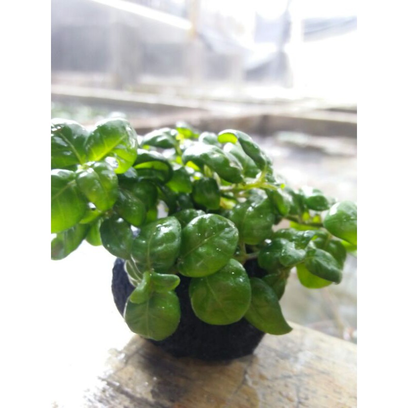 angguran media wabikusa